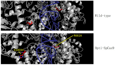 Representation of the protein structure of Opti-SpCas9.